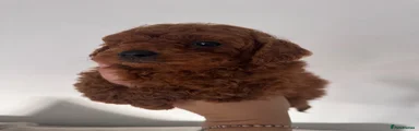 Cavapoo 2