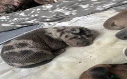 Mixed Breed dogs for sale: American bull staff puppies  - Image 3