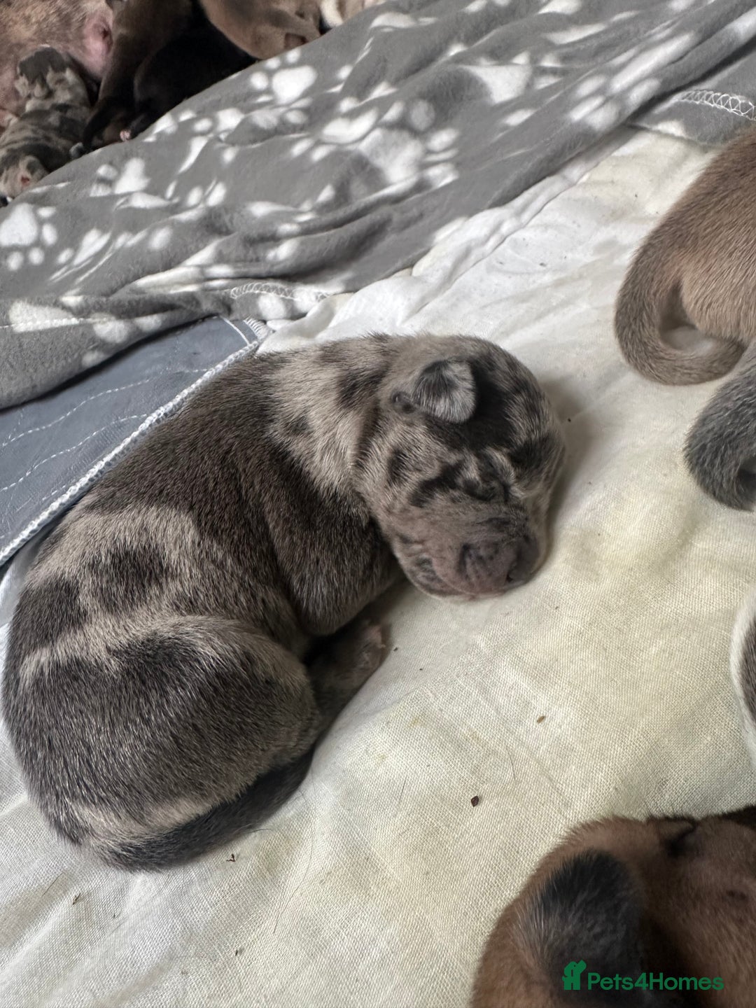 Mixed Breed dogs for sale: American bull staff puppies  - Image 3
