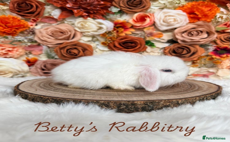 Mini Lop rabbits VACCINATED PUREBRED MINI LOP BUNNIES - Advert 6