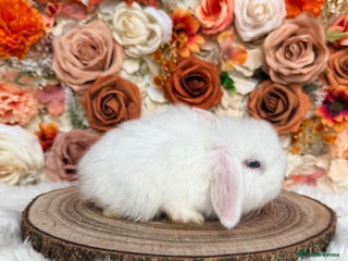 Mini Lop rabbits VACCINATED PUREBRED MINI LOP BUNNIES - Advert 14