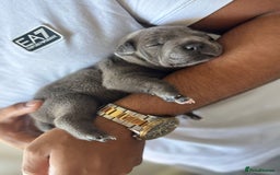 Staffordshire Bull Terrier dogs for sale: 😍😍 BEAUTIFUL & CHUNKY BLUES💙 - Image 4