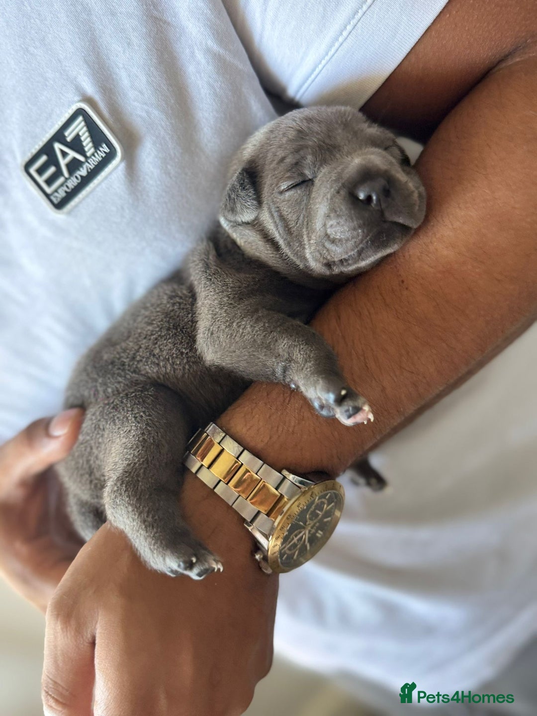 Staffordshire Bull Terrier dogs for sale: 😍😍 BEAUTIFUL & CHUNKY BLUES💙 - Image 4
