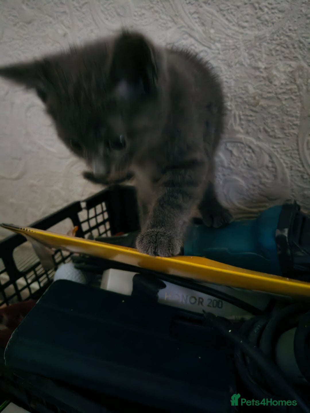 Mixed Breed cats for sale: Two beautiful kittens for sale  - Advert 1