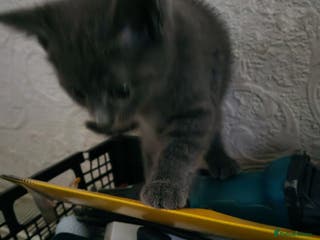 Mixed Breed cats Two beautiful kittens for sale - Advert 5