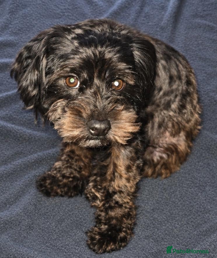 Maltipoo dogs Beautiful Loving 3-Year-Old Maltipoo Cross Boy - Advert 9