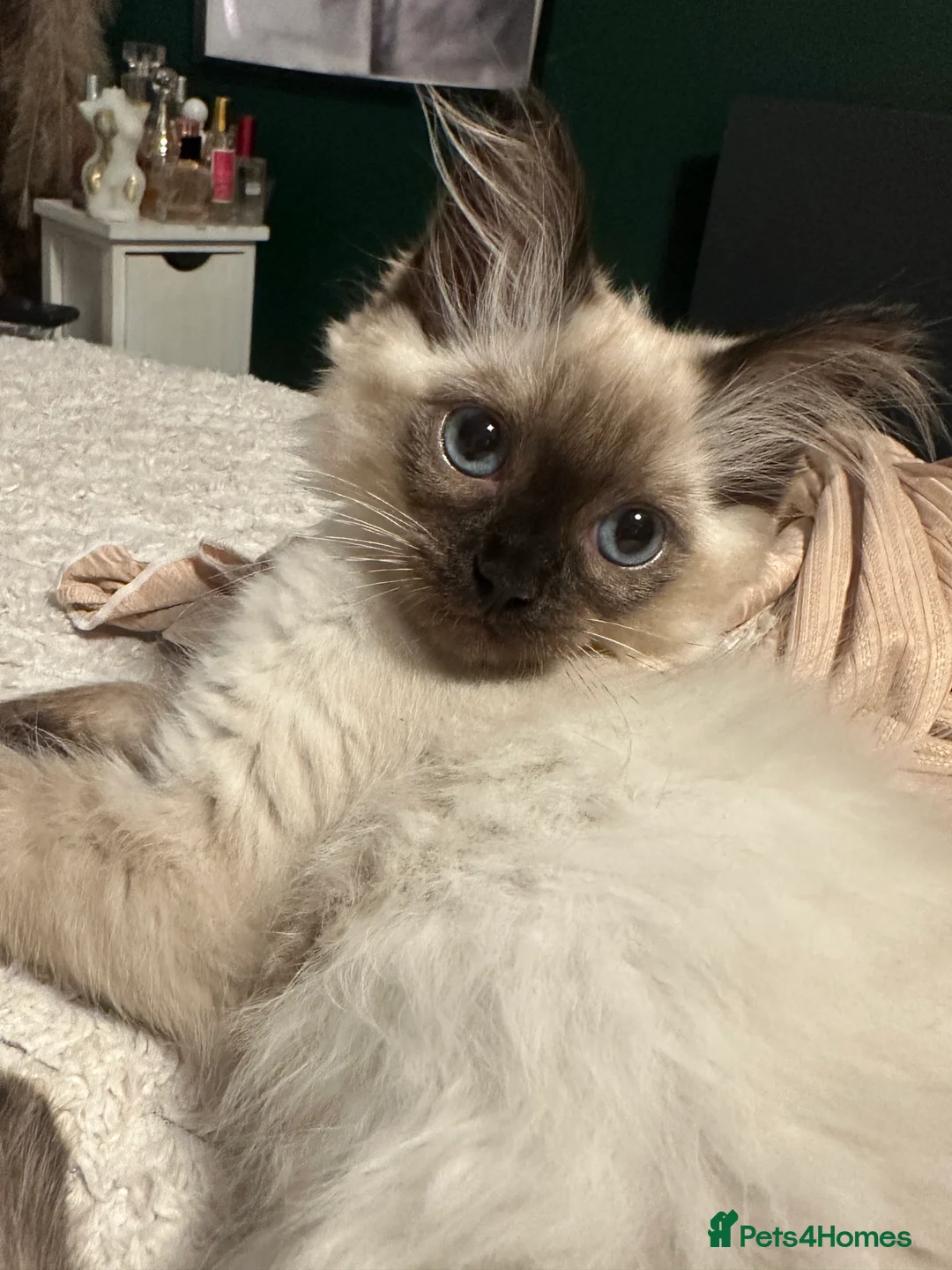 Ragdoll cats for sale: White with black Ragdoll kitten  - Advert 6