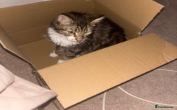 British Longhair cats for sale: 11 month old kitten looking for loving home - Image 4
