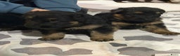 German Shepherd dogs for sale: German shepherd puppies  - Advert 6