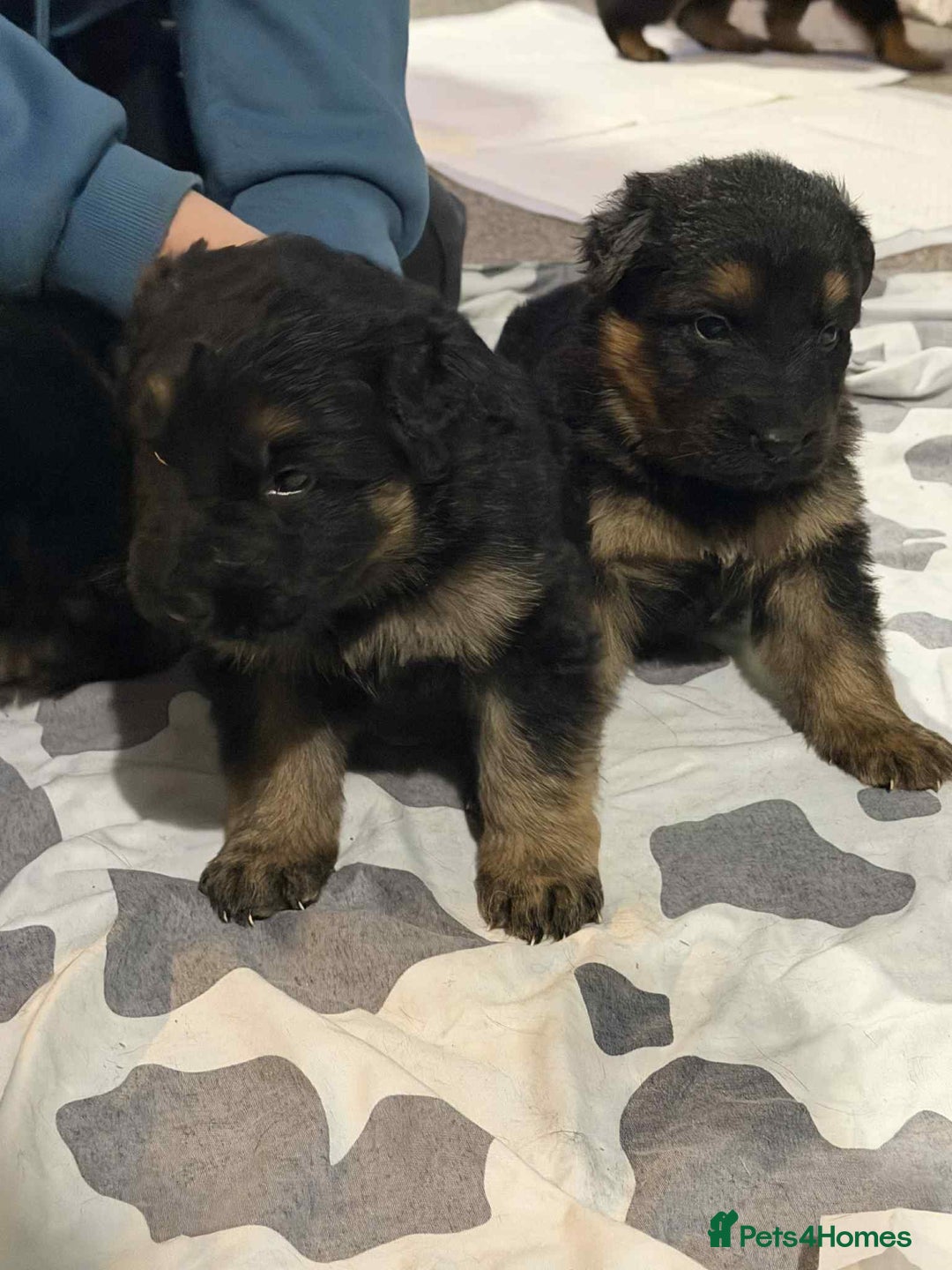 German Shepherd dogs for sale: German shepherd puppies  - Advert 6