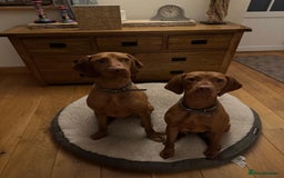 Hungarian Vizsla dogs for sale: Bela is Expecting! Hungarian Vizsla Puppies - Image 7