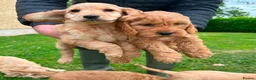 Cockapoo dogs for sale: Chunky Cockapoo Puppies - Advert 5