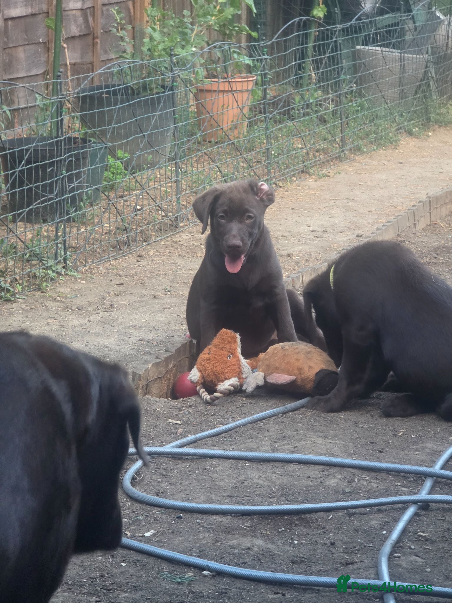 Labrador Retriever dogs Ready now - Advert 2