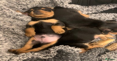 Mixed Breed dogs - Advert 2