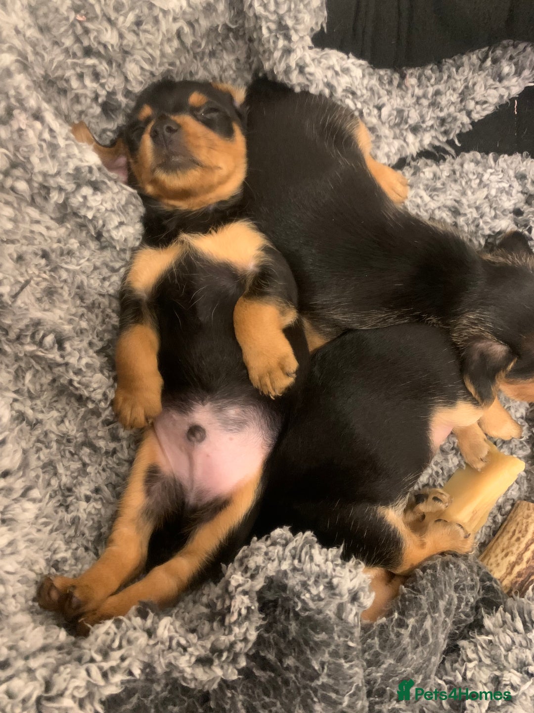 Mixed Breed dogs for sale: Miniature Dacshund/Miniature Yorkie ❤️❤️❤️ - Image 3