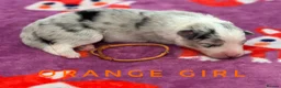 Border Collie dogs for sale: Fully Health Tested, KC registered puppies due - Advert 15