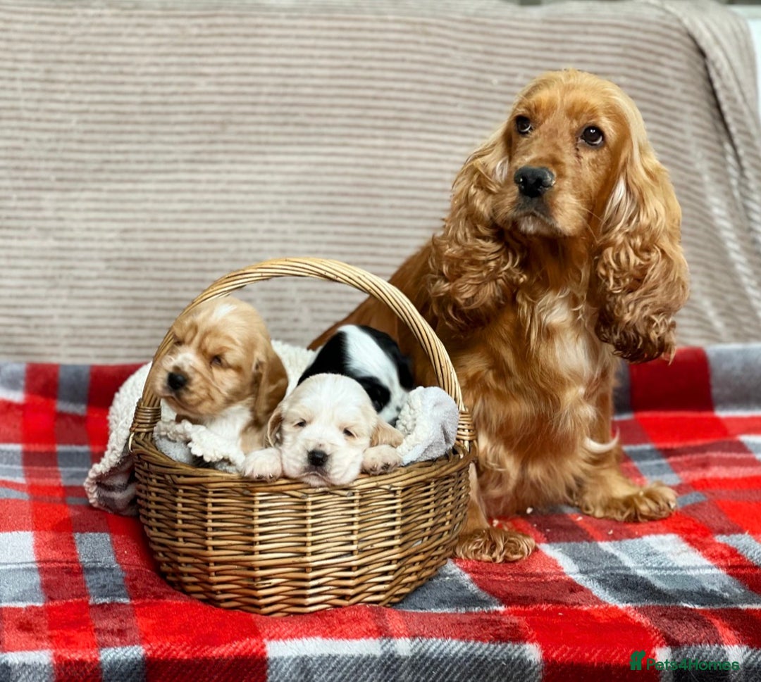 Cocker Spaniel dogs for sale: SHOW TYPE COCKER SPANIEL PUPPIES  - Advert 10