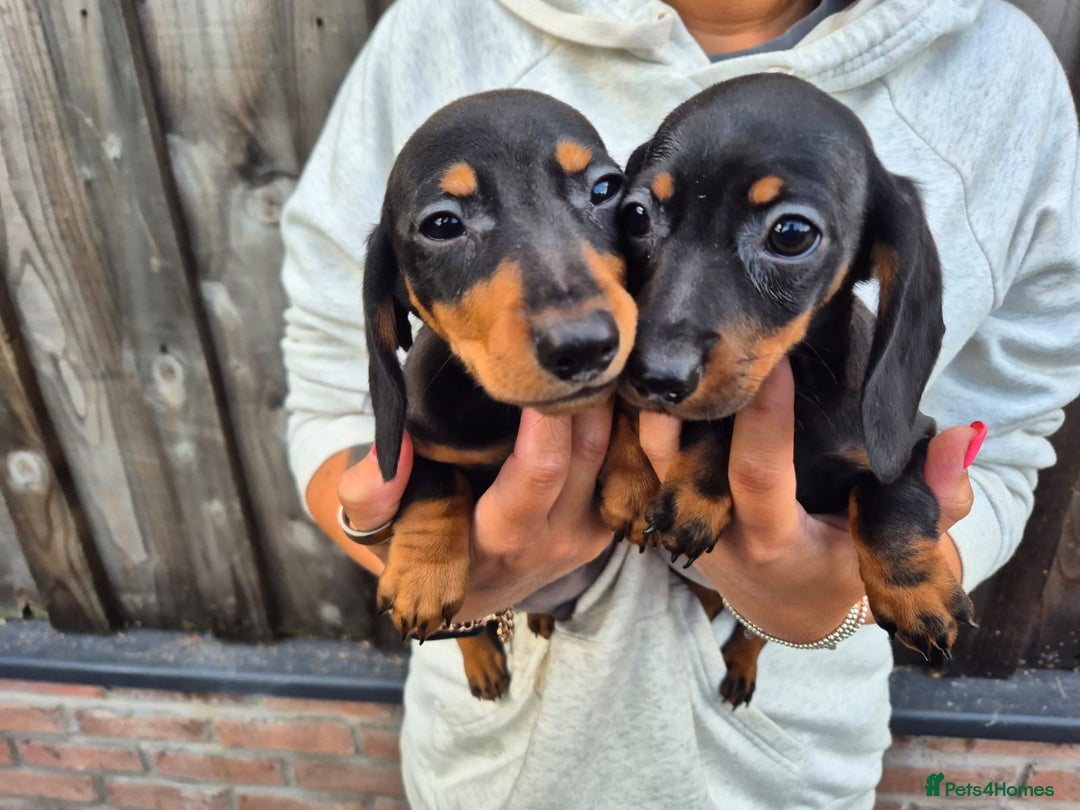 Miniature Dachshund dogs for sale: Miniature smooth dachshund puppies  - Image 13