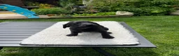 Labrador Retriever dogs for sale: Four little Labrador boys ready for their new home in Bury - Advert 6