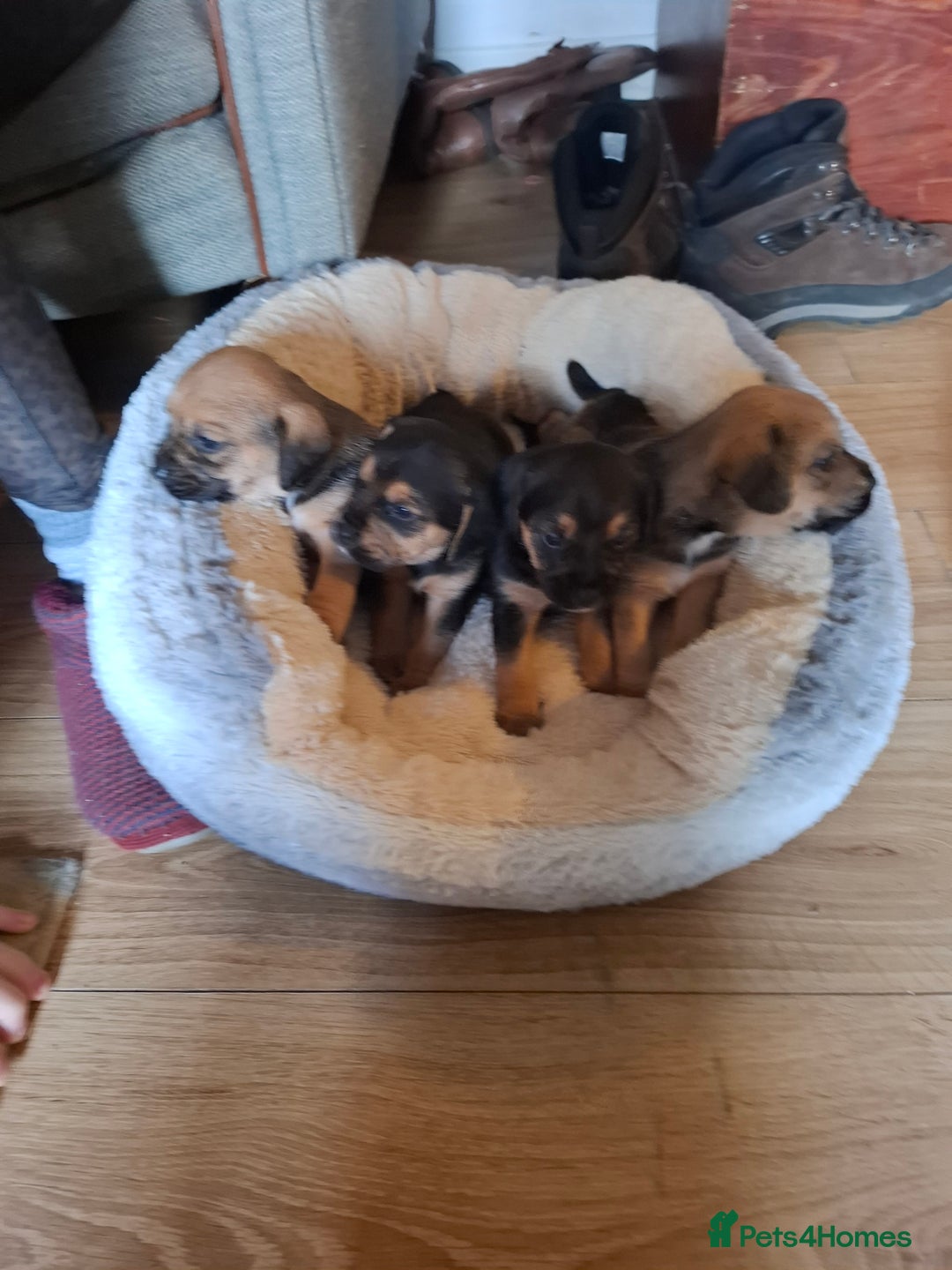 Mixed Breed dogs for sale: Beagle x puppies - Image 1