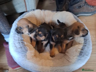Mixed Breed dogs - Advert 28