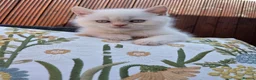 British Shorthair cats for sale: Cute brithis-shorthair kittens - Advert 18
