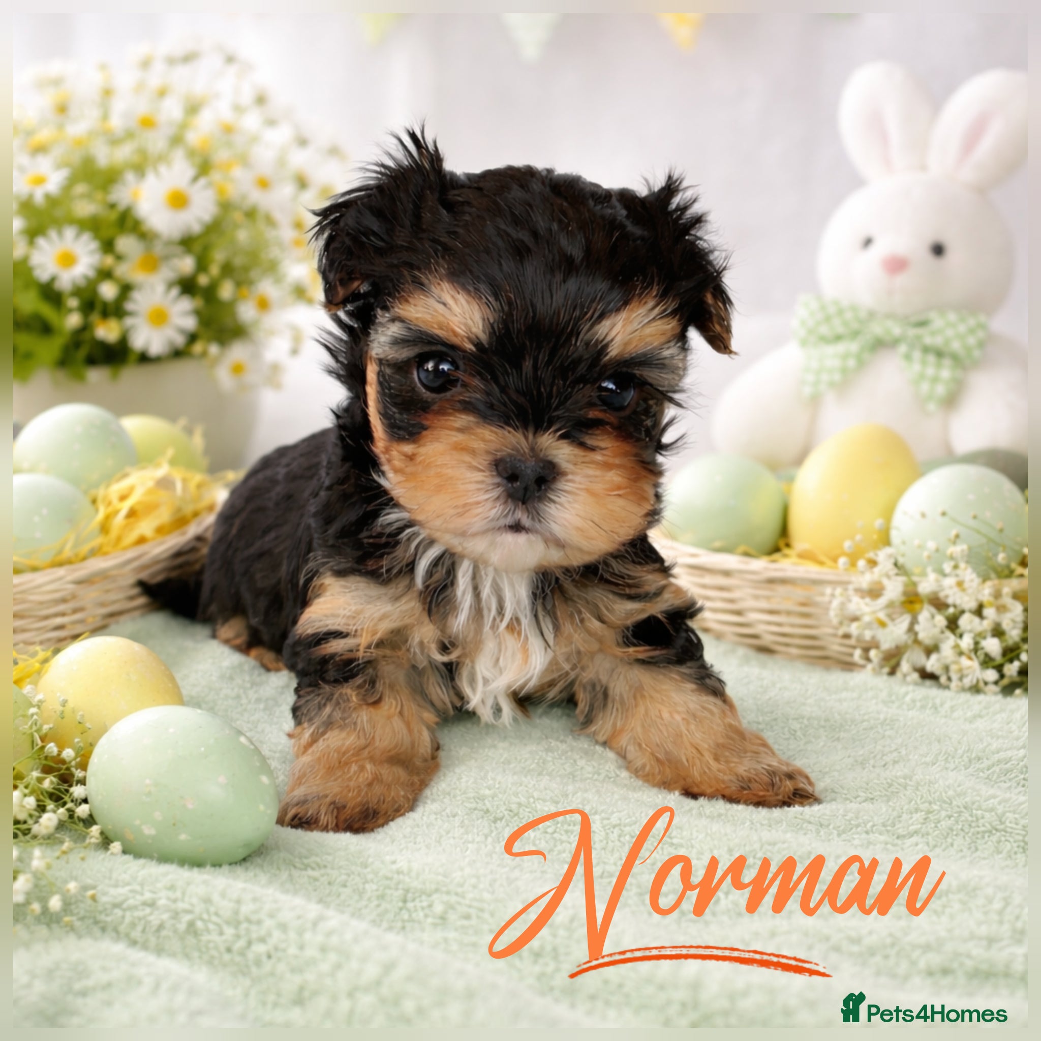 Yorkshire Terrier dogs 1 pups left  - Advert 14