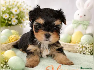 Yorkshire Terrier dogs 1 pups left - Advert 14
