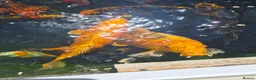 Koi Carp fish for sale: Koi Carp  in Brighton - Advert 6