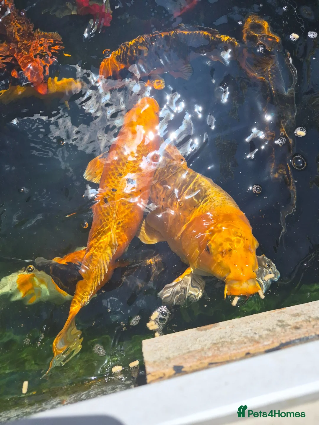 Koi Carp fish for sale: Koi Carp  in Brighton - Advert 6