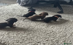 Dachshund dogs for sale: Litter of 7 beautiful Daschund puppies  - Image 28