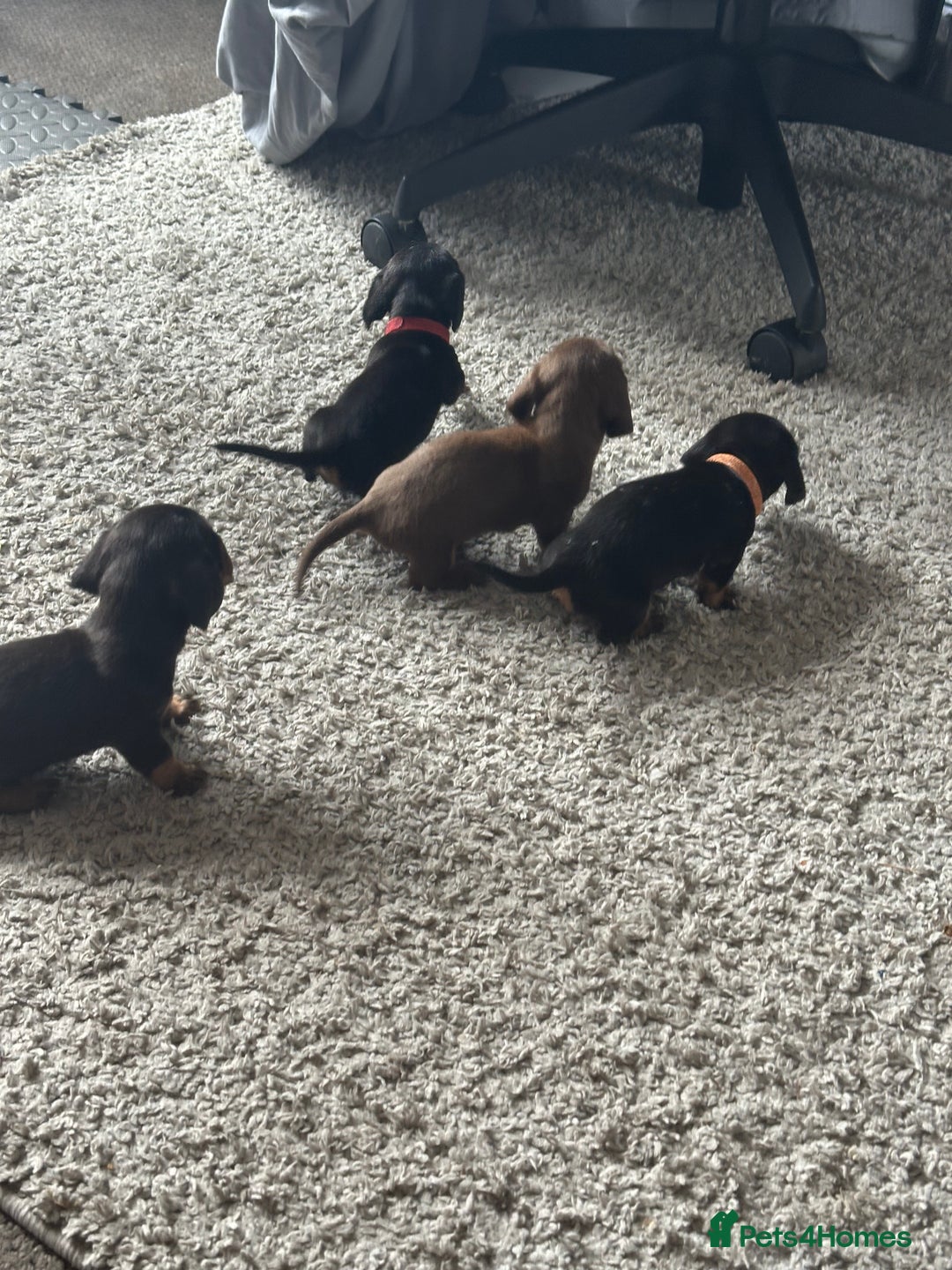 Dachshund dogs for sale: Litter of 7 beautiful Daschund puppies  - Image 28
