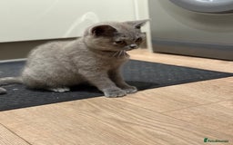 British Shorthair cats for sale: 🏡 Vaccinated Bsh kittens - GCCF parents - Image 27
