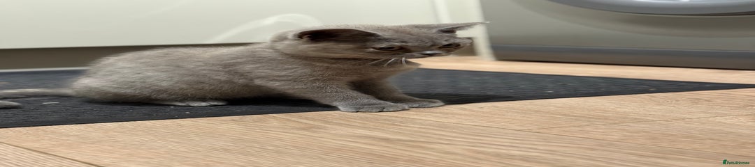British Shorthair Kitten 4