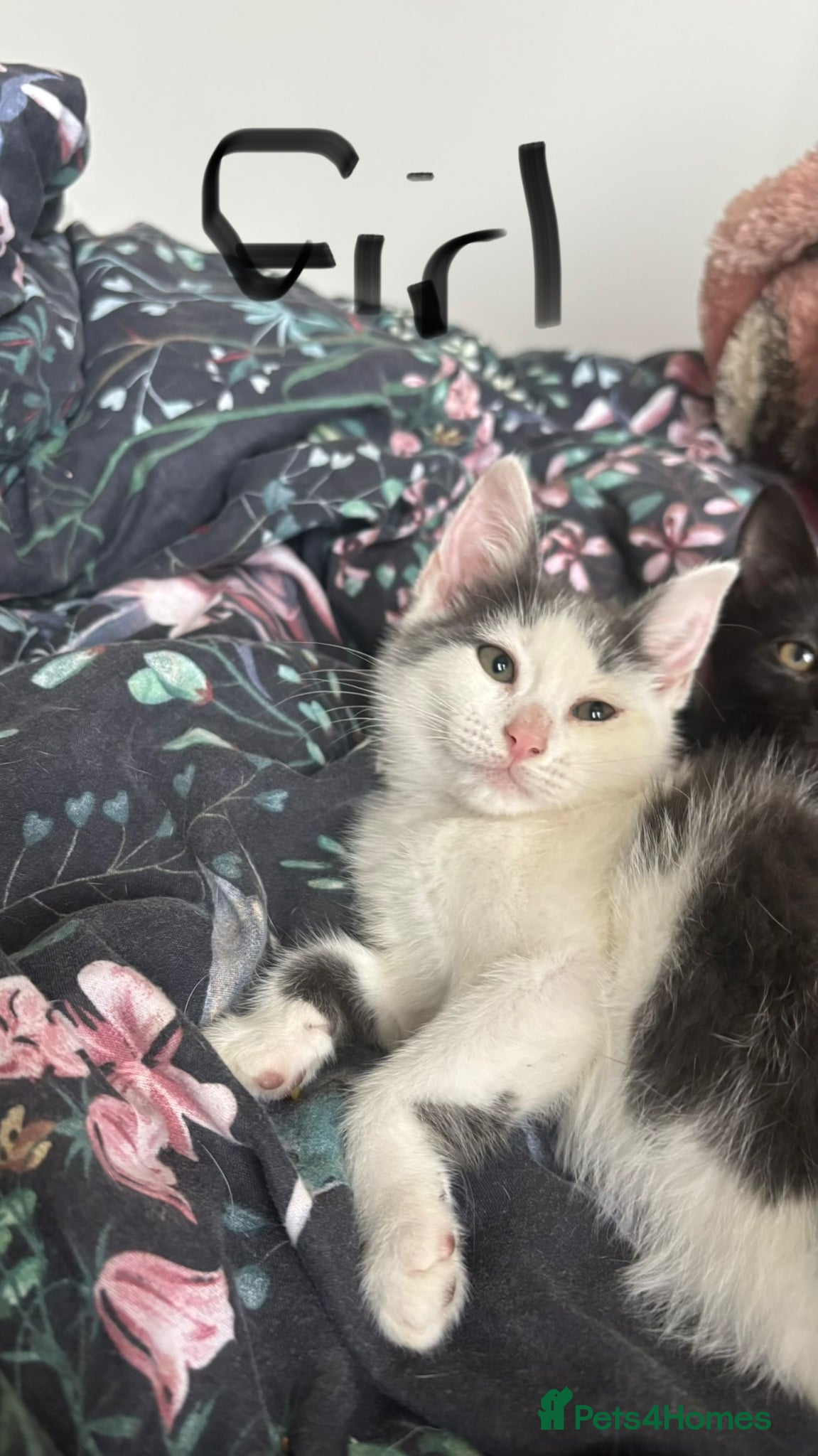 Mixed Breed cats for sale: Kittens for sale - Advert 9
