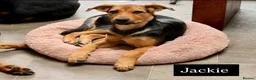 Mixed Breed dogs for sale:  Stunning Rottweiler × German Shepherd Puppies - Advert 6