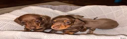Miniature Dachshund dogs for sale: Miniature dachshund puppies  in Bilston - Advert 2