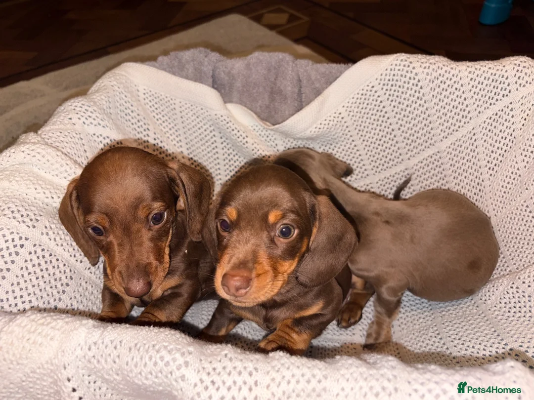Miniature Dachshund dogs for sale: Miniature dachshund puppies  in Bilston - Advert 2