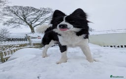 Border Collie dogs for stud: Looking for a stud for February  - Image 9