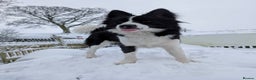 Border Collie dogs for stud: Looking for a stud for February  - Advert 9