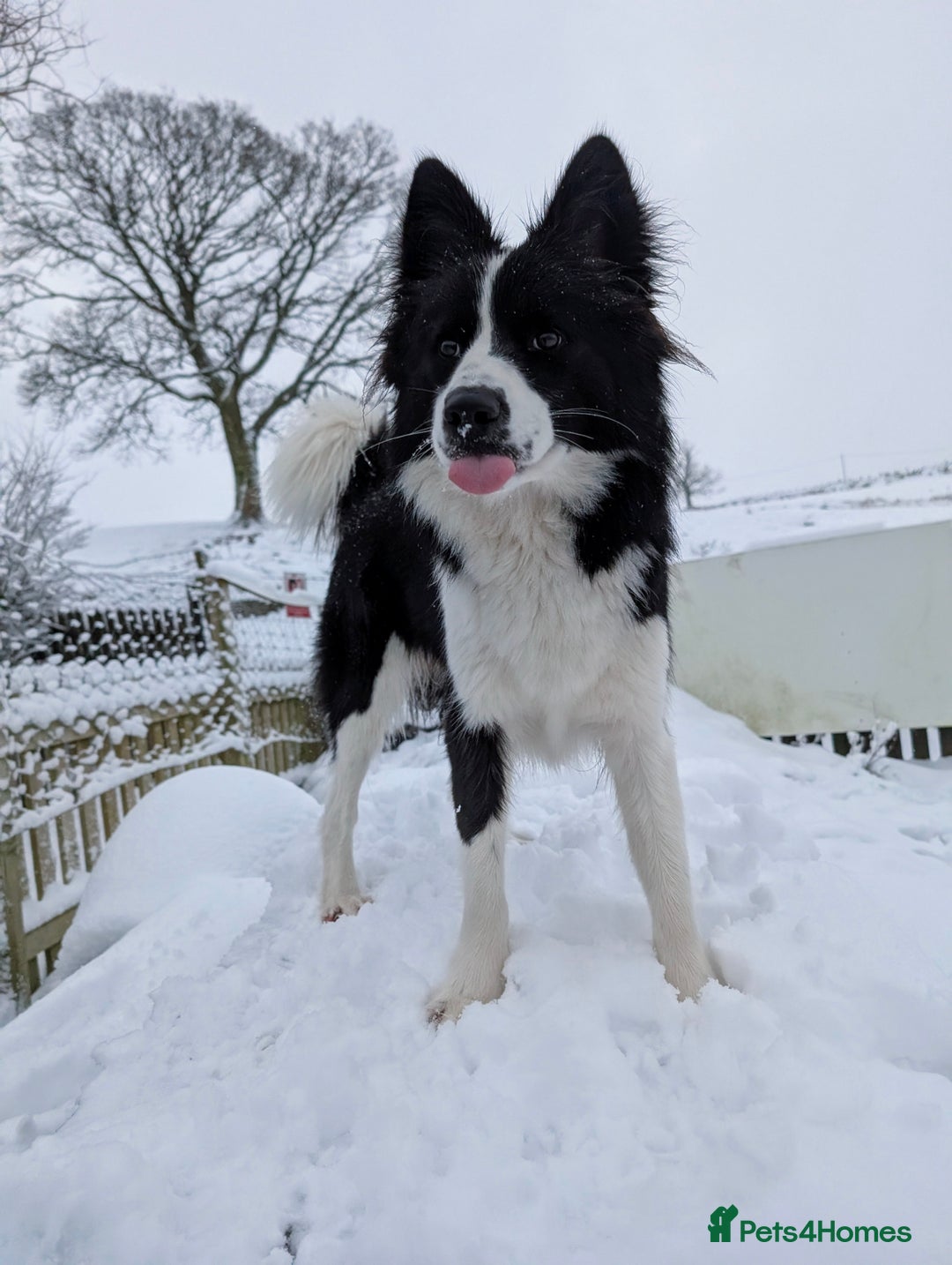 Border Collie dogs for stud: Looking for a stud for February  - Image 9