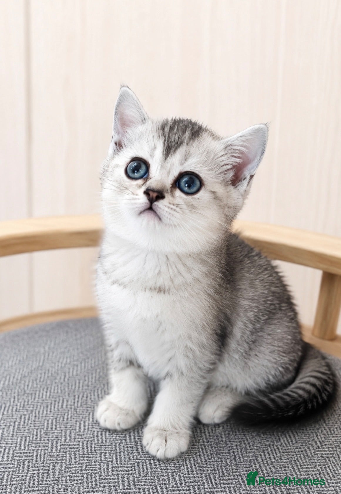 Scottish Fold cats 💎 Beautiful Pedigree Scottish Straight Kittens 😻 - Advert 17