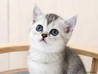 Scottish Fold cats 💎 Beautiful Pedigree Scottish Straight Kittens 😻 - Advert 17