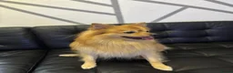 German Spitz dogs for sale: German spitz  - Advert 3