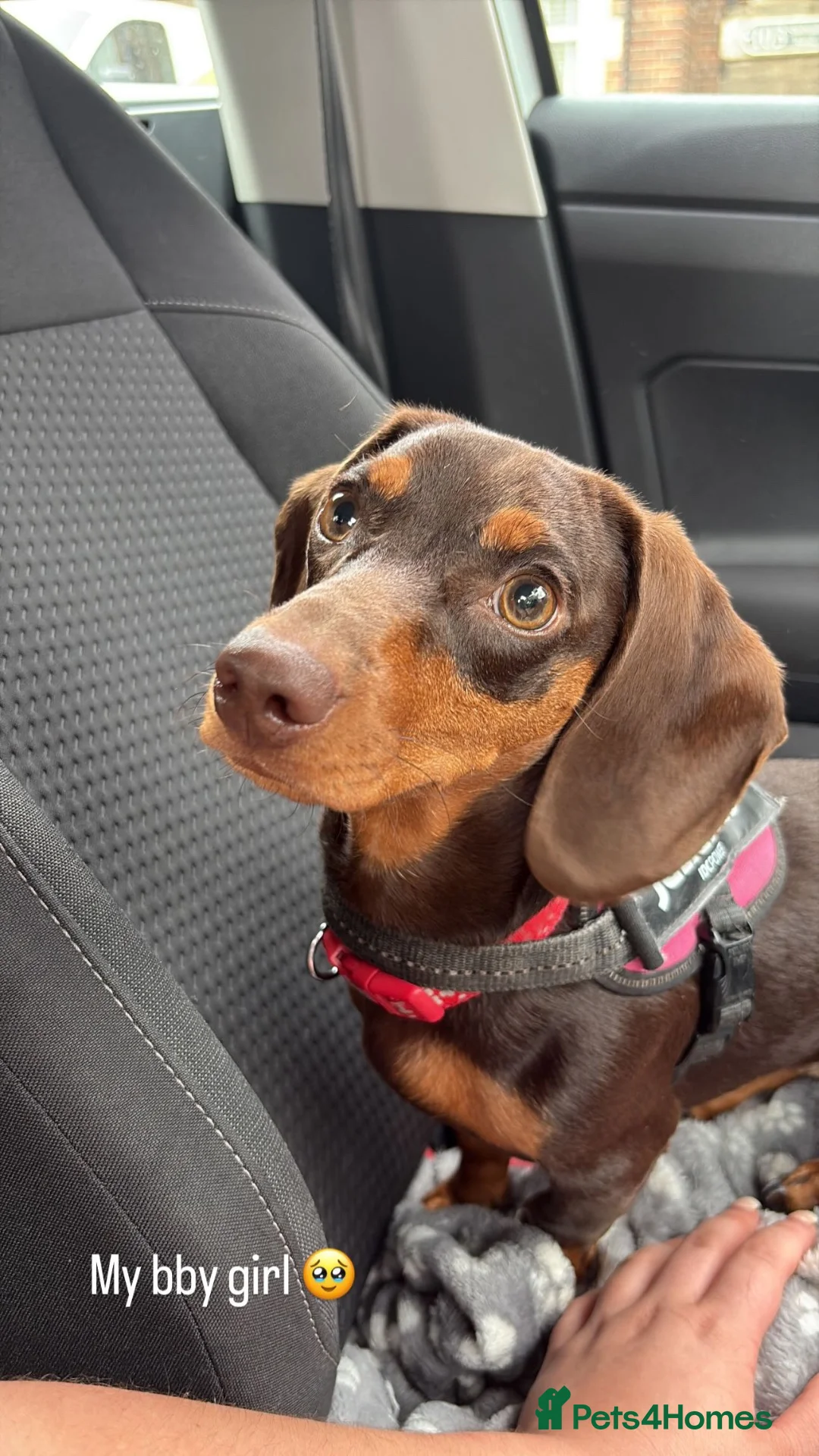 Dachshund dogs for sale: Winnie the dachshund  in Birmingham - Advert 1