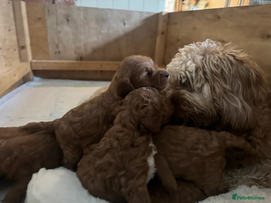 Cockapoo dogs for sale: Cockapoo Puppy  - Advert 25