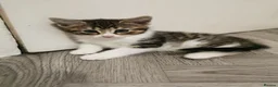 Norwegian Forest Cat cats for sale: For sale// Ready for collection - Advert 18