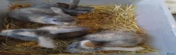 Mixed Breed rabbits for sale: 7 boys for sale harlequins - Advert 5