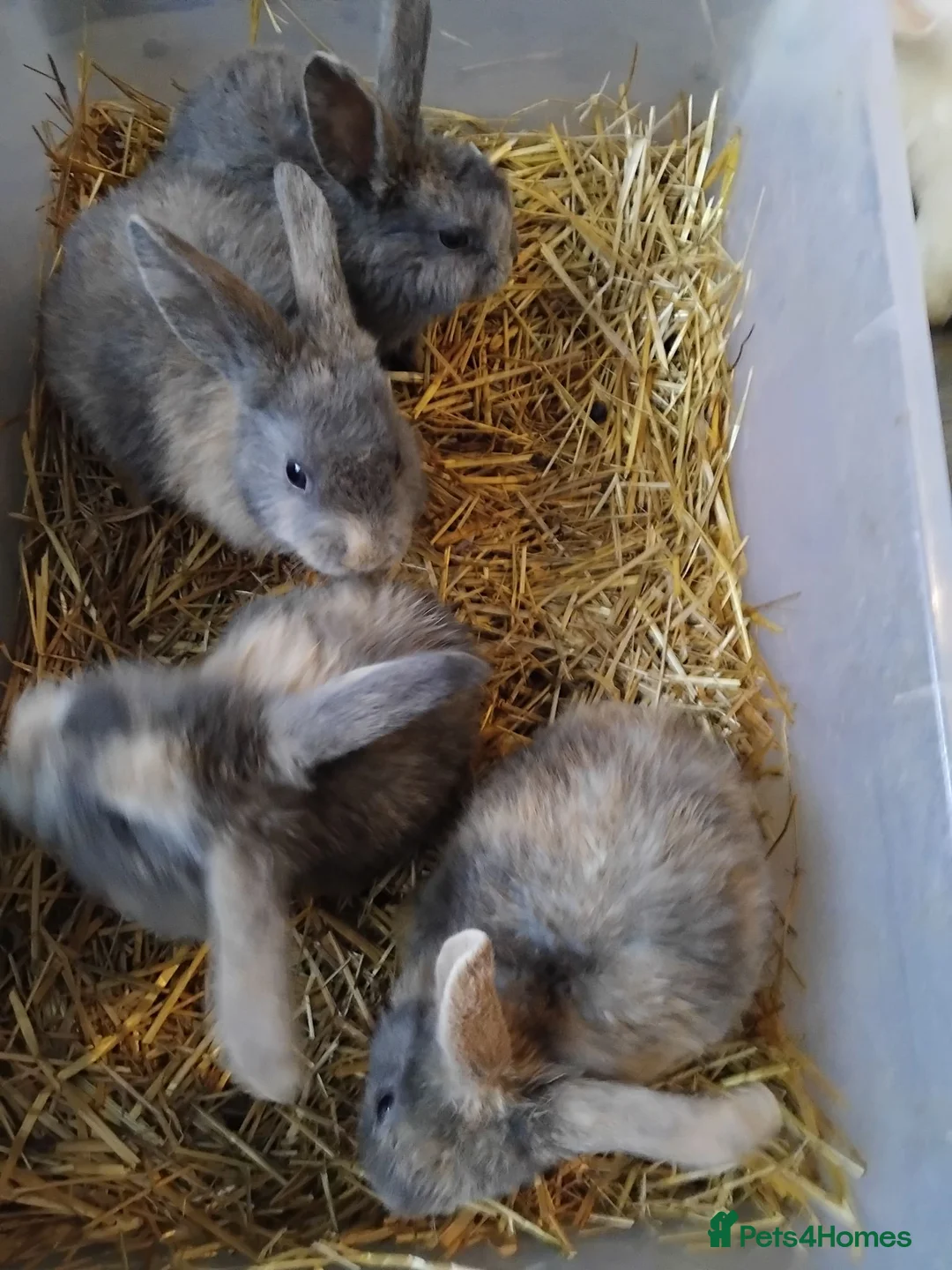 Mixed Breed rabbits for sale: 7 boys for sale harlequins - Advert 5