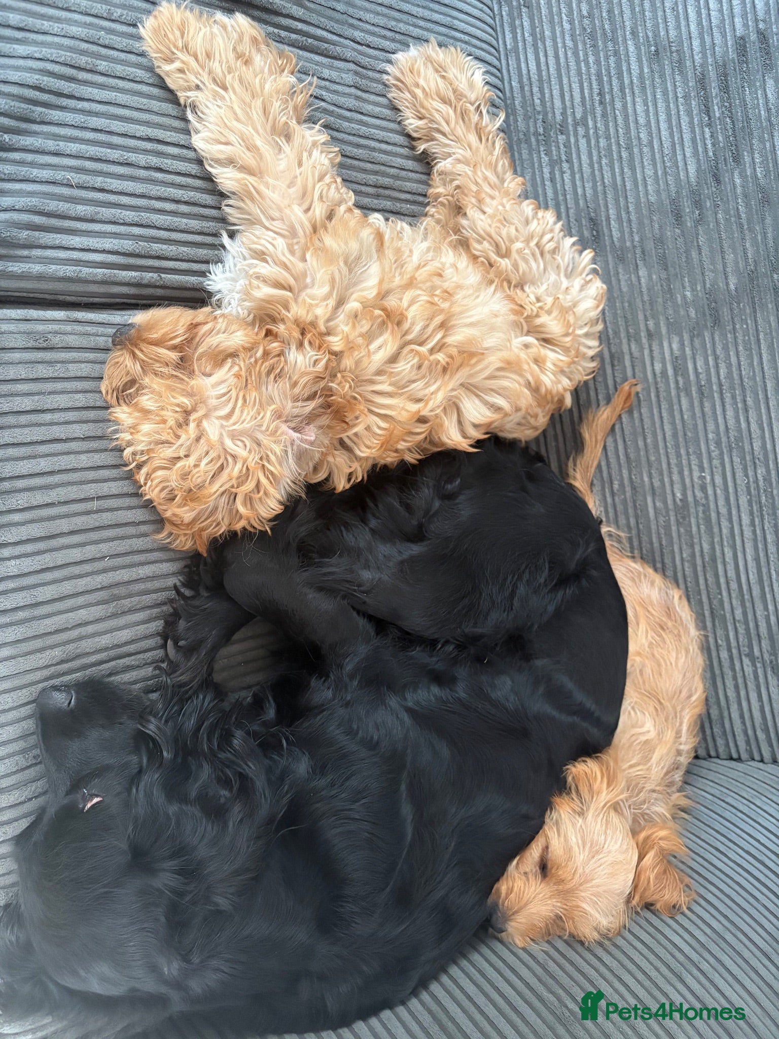 Mixed Breed dogs Cocker spaniel/ westipoo pups - Advert 1